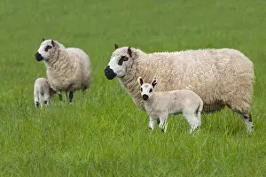 Fleece Prints: Kerry Hill Sheep flock showing ewes and lambs on Spring grass