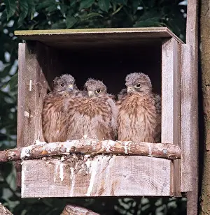 Nest Prints: Kestrel Falco tinnunculus young in nesting box