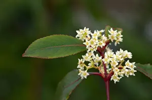 Khat, Kath Tree (Catha edulis), flowering twig