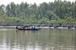 Mangrove Forest Prints: Khulna, Bangladesh - April 13, 2024: The Sundorbons is the largest mangrove forest in the world