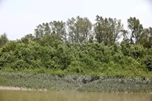 Mangrove Forest Prints: Khulna, Bangladesh - April 13, 2024: The Sundorbons is the largest mangrove forest in the world