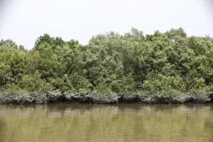Mangrove Forest Prints: Khulna, Bangladesh - April 13, 2024: The Sundorbons is the largest mangrove forest in the world