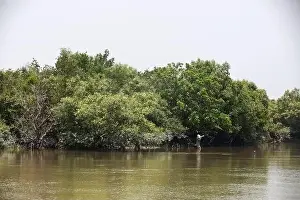 Mangrove Forest Prints: Khulna, Bangladesh - April 13, 2024: The Sundorbons is the largest mangrove forest in the world