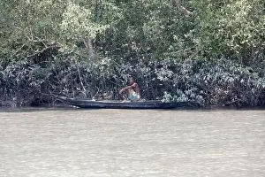Mangrove Forest Prints: Khulna, Bangladesh - April 13, 2024: The Sundorbons is the largest mangrove forest in the world