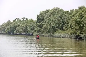 Mangrove Forest Prints: Khulna, Bangladesh - April 13, 2024: The Sundorbons is the largest mangrove forest in the world