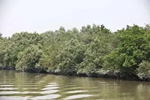 Mangrove Forest Prints: Khulna, Bangladesh - April 13, 2024: The Sundorbons is the largest mangrove forest in the world