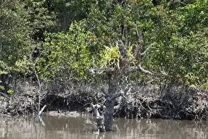 Mangrove Forest Prints: Khulna, Bangladesh - April 13, 2024: The Sundorbons is the largest mangrove forest in the world
