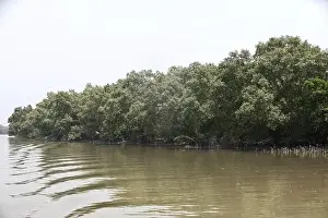 Khulna, Bangladesh - April 13, 2024: The Sundorbons is the largest mangrove forest in the world