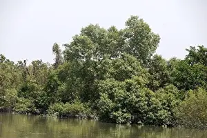 Khulna, Bangladesh - April 13, 2024: The Sundorbons is the largest mangrove forest in the world