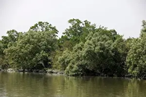 Mangrove Forest Prints: Khulna, Bangladesh - April 13, 2024: The Sundorbons is the largest mangrove forest in the world