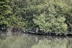 Mangrove Forest Prints: Khulna, Bangladesh - April 13, 2024: The Sundorbons is the largest mangrove forest in the world