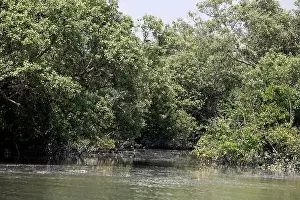 Mangrove Forest Prints: Khulna, Bangladesh - April 13, 2024: The Sundorbons is the largest mangrove forest in the world
