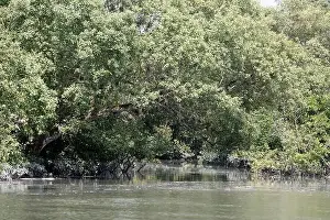 Khulna, Bangladesh - April 13, 2024: The Sundorbons is the largest mangrove forest in the world
