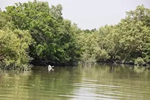 Khulna, Bangladesh - April 13, 2024: The Sundorbons is the largest mangrove forest in the world