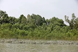 Mangrove Forest Prints: Khulna, Bangladesh - April 13, 2024: The Sundorbons is the largest mangrove forest in the world