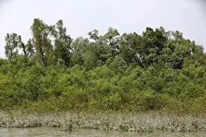 Mangrove Forest Prints: Khulna, Bangladesh - April 13, 2024: The Sundorbons is the largest mangrove forest in the world