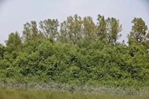 Khulna, Bangladesh - April 13, 2024: The Sundorbons is the largest mangrove forest in the world