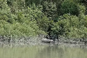 Mangrove Forest Prints: Khulna, Bangladesh - April 13, 2024: The Sundorbons is the largest mangrove forest in the world