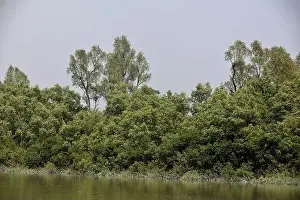 Khulna, Bangladesh - April 13, 2024: The Sundorbons is the largest mangrove forest in the world