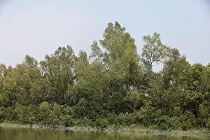 Khulna, Bangladesh - April 13, 2024: The Sundorbons is the largest mangrove forest in the world