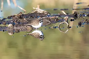 Sweetwater Wetlands Prints: Killdeer (Charadrius vociferus)