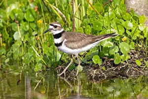 Breeding Plumage Prints: Killdeer (Charadrius vociferus) - Wakodahatchee Wetlands, Delray Beach, Florida, USA