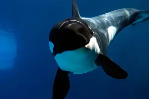 Dorsal Prints: Killer Whale checking out my camera under water