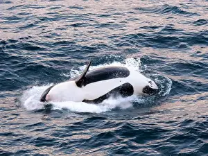 Whale Watching Prints: Killer whale female calf (Orcinus orca)