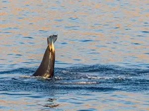 Cortez Prints: Killer whale female (Orcinus orca)