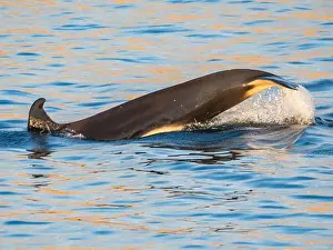 Shimmering Prints: Killer whale female (Orcinus orca)