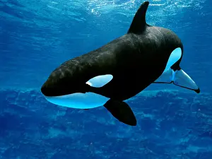 Whale Prints: Killer Whale, orcinus orca, Adult