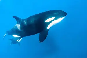 Cetacean Prints: killer whale, Orcinus orca, mother and calf