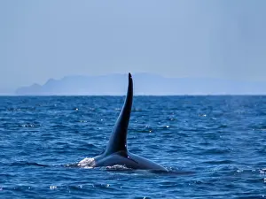 San Jose Prints: Killer whale pod (Orcinus orca)