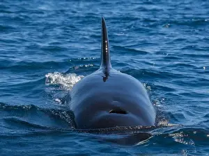 Baja California Sur Prints: Killer whale pod (Orcinus orca)