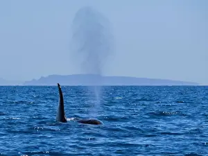 Baja California Sur Prints: Killer whale pod (Orcinus orca)