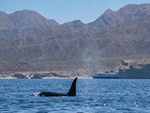 Baja California Sur Prints: Killer whale pod (Orcinus orca)