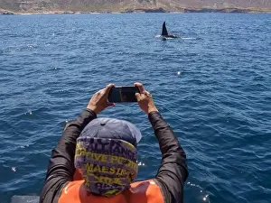 Aquatic Animal Prints: Killer whale pod (Orcinus orca)