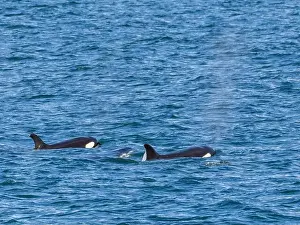 Baja California Sur Prints: Killer whales (Orcinus orca), off Isla Carmen, Baja California Sur, Mexico, North America