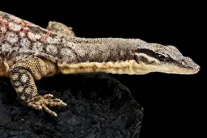 Varanus Prints: Kimberley Rock Monitor (Varanus glauerti)