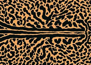 Cheetah Prints: King cheetah skin pattern design