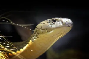 Creature Prints: The king cobra (Ophiophagus hannah),the longest venomous snake native to Southeast Asia.