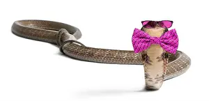 Venomous Prints: king cobra wearing glasses and a bow tie in front of a white background