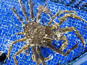 Cruel Prints: King Crab under water. Alaskan King Crabs in aquarium. The Red king crab