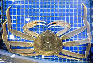 Cruel Prints: King Crab under water. Alaskan King Crabs in aquarium. The Red king crab