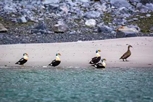 Hamiltonbukta Prints: king eider ducks bird watching in the Arctic in the Hamiltonbukta on Spitsbergen on Svalbard