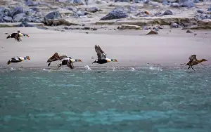 Hamiltonbukta Prints: king eider ducks bird watching in the Arctic in the Hamiltonbukta on Spitsbergen on Svalbard