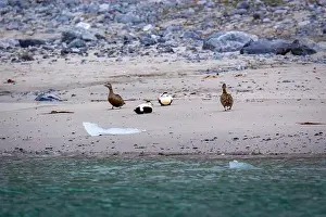 Hamiltonbukta Prints: king eider ducks bird watching in the Arctic in the Hamiltonbukta on Spitsbergen on Svalbard