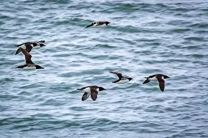 Hamiltonbukta Prints: king eider ducks bird watching in the Arctic in the Hamiltonbukta on Spitsbergen on Svalbard