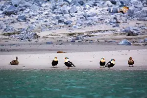 Hamiltonbukta Prints: king eider ducks bird watching in the Arctic in the Hamiltonbukta on Spitsbergen on Svalbard