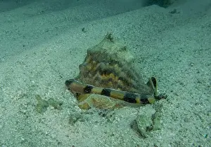 Sea Shell Prints: A King Helmet Snail (Cassis tuberosa) in Punta Cana, Dominican Republic